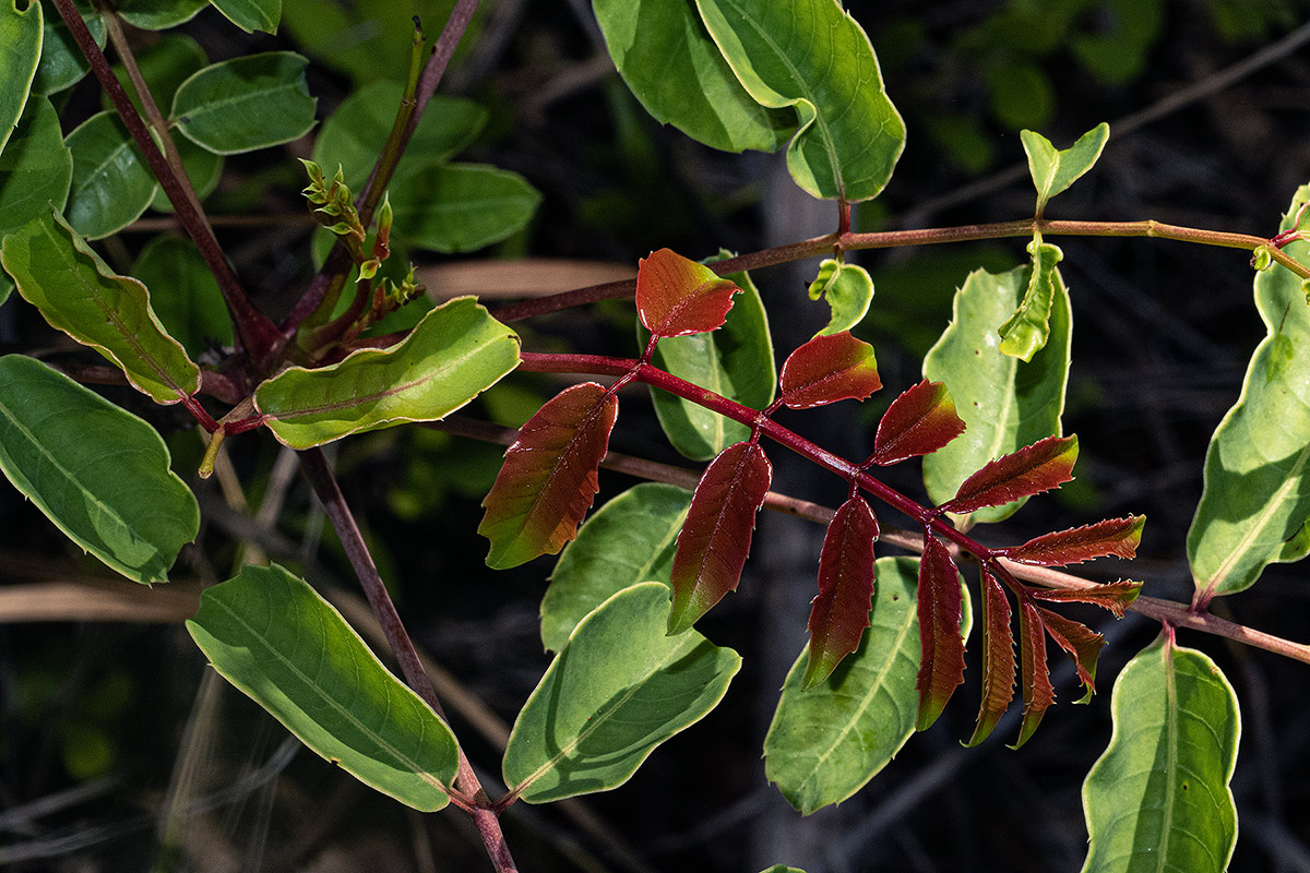 Sclerocarya birrea subsp. afra Sclerocarya birrea subsp. afra