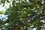 Sclerocarya birrea subsp. afra