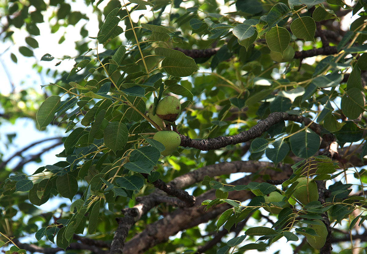 Sclerocarya birrea subsp. afra
