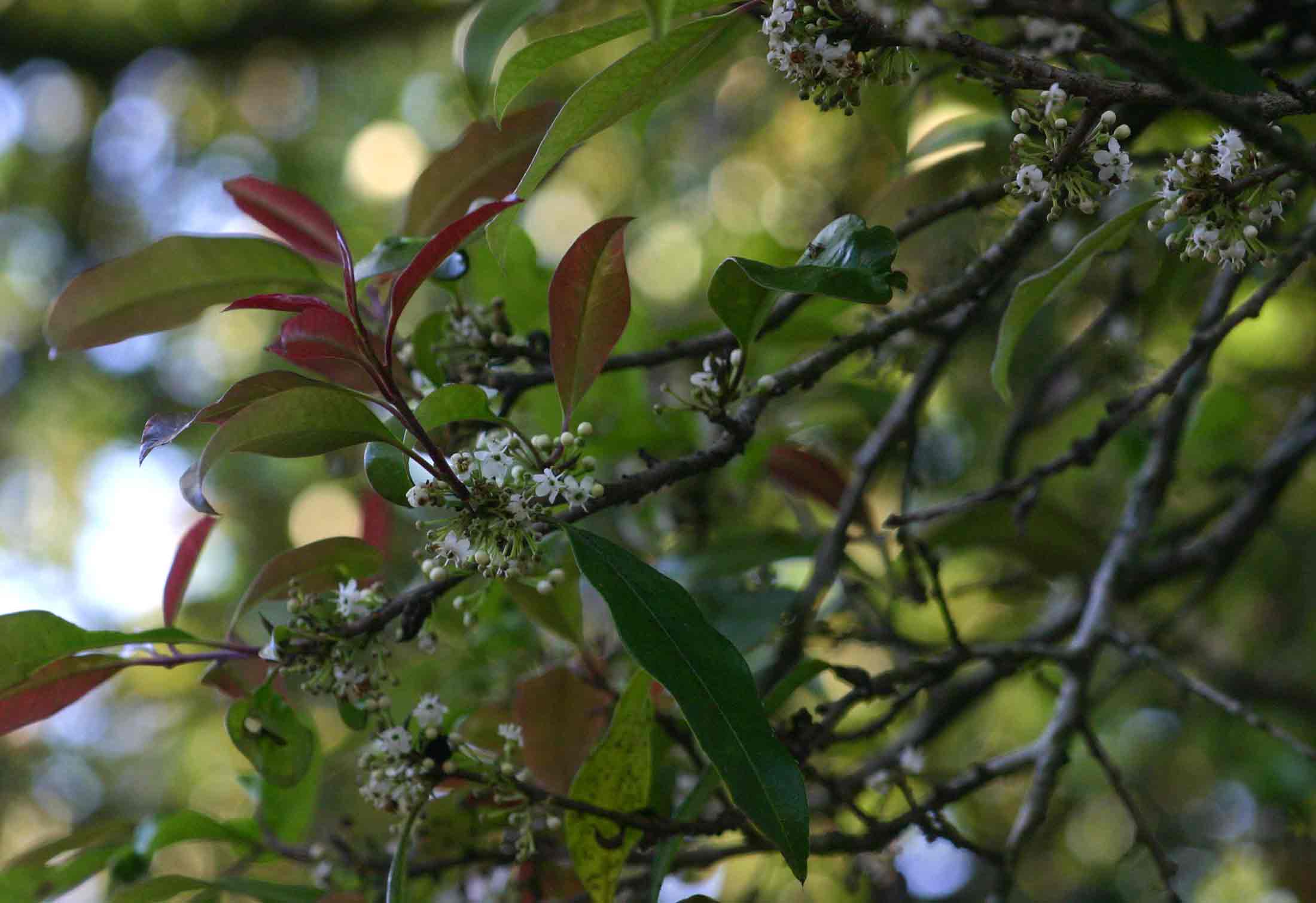 Ilex mitis var. mitis Ilex mitis var. mitis