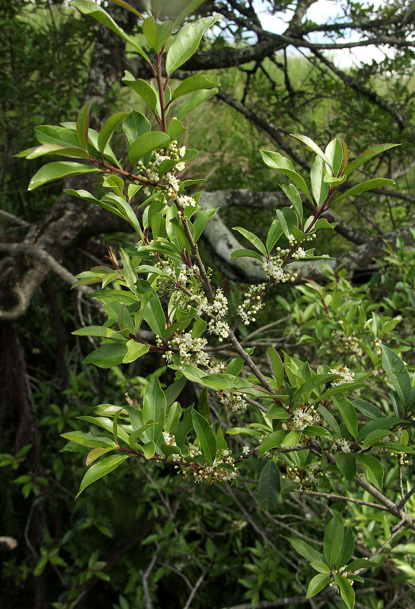Ilex mitis var. mitis Ilex mitis var. mitis