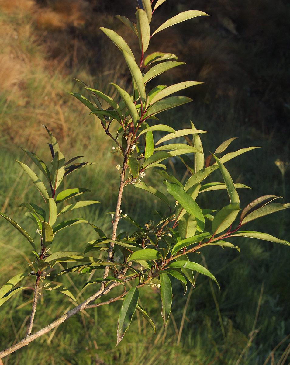 Ilex mitis var. mitis Ilex mitis var. mitis