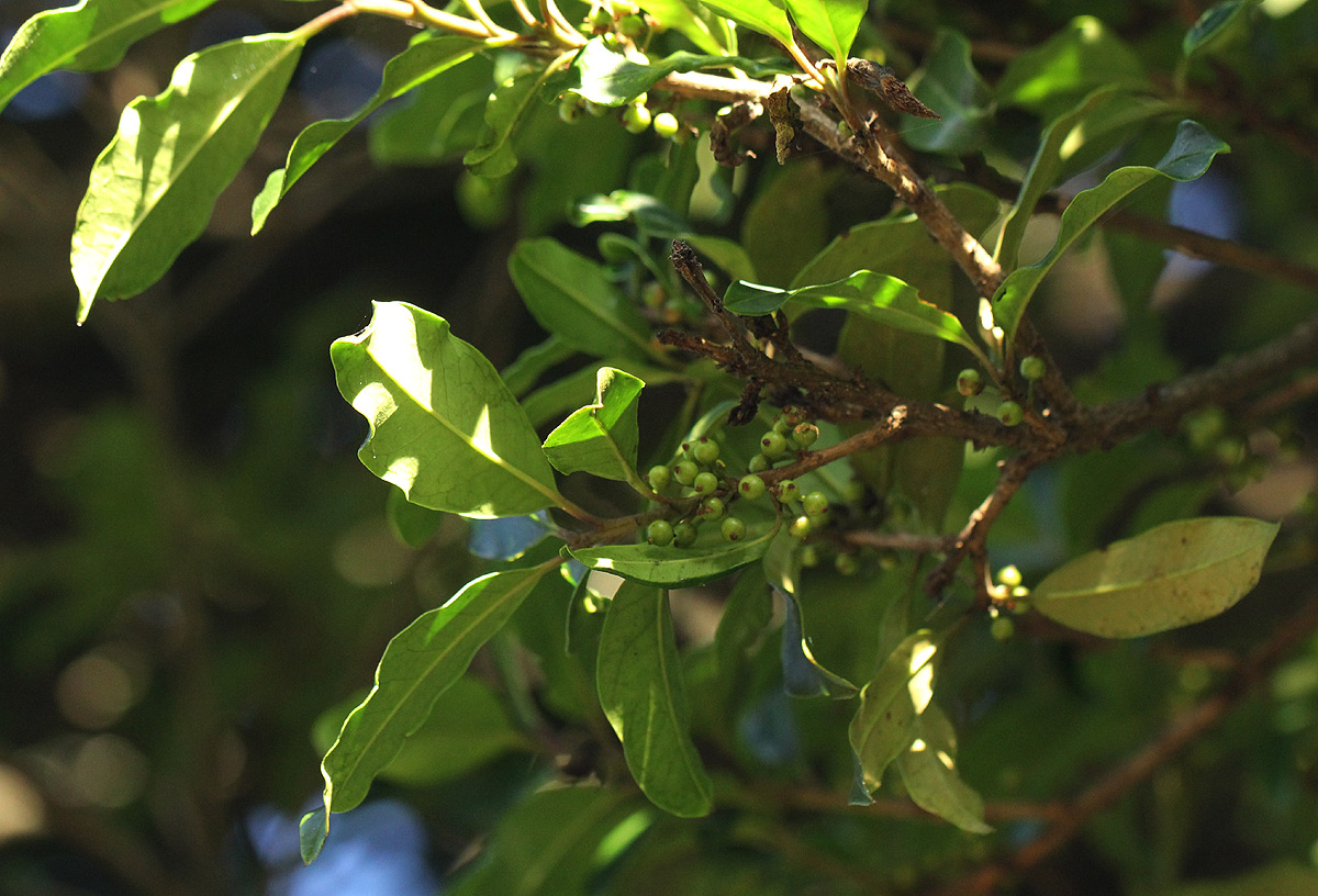 Ilex mitis var. mitis Ilex mitis var. mitis