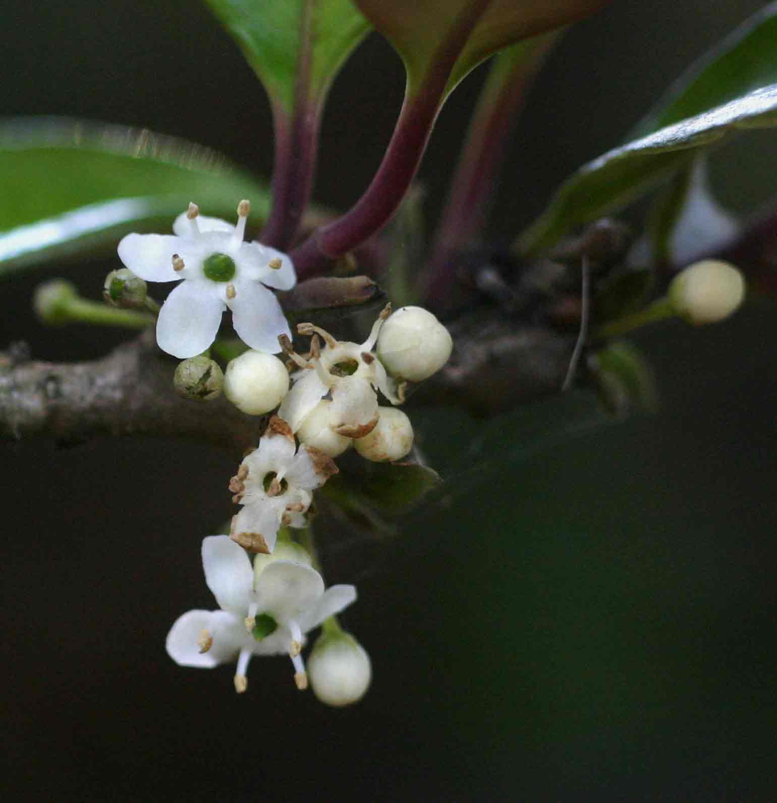 Ilex mitis var. mitis Ilex mitis var. mitis