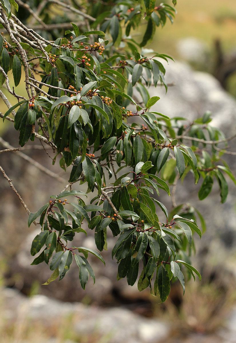 Ilex mitis var. mitis Ilex mitis var. mitis