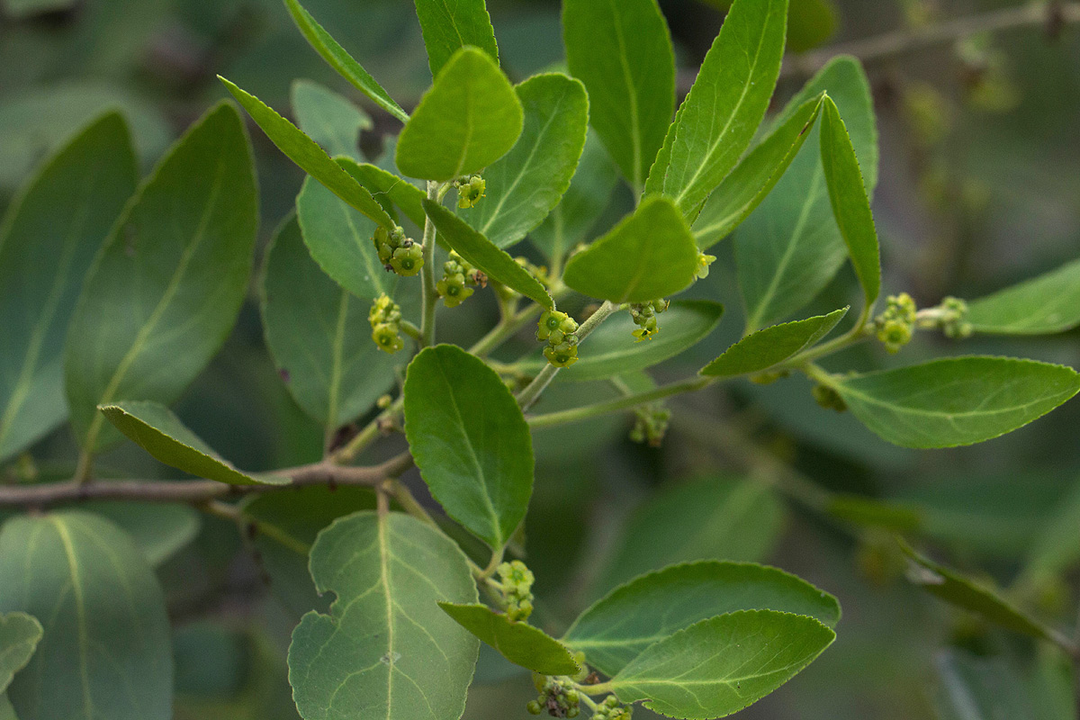 Mystroxylon aethiopicum