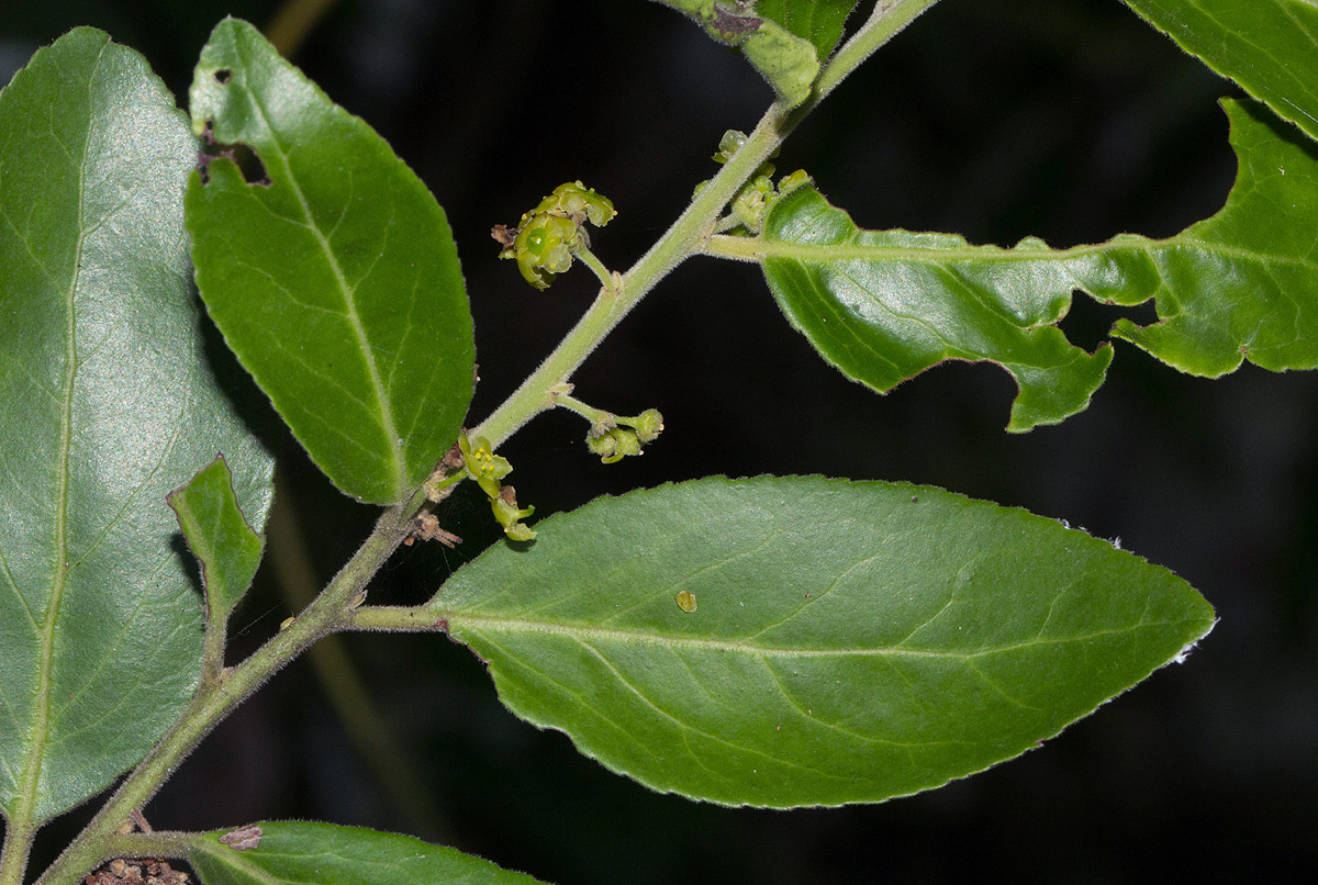 Mystroxylon aethiopicum Mystroxylon aethiopicum