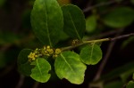 Mystroxylon aethiopicum