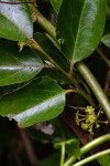 Mystroxylon aethiopicum