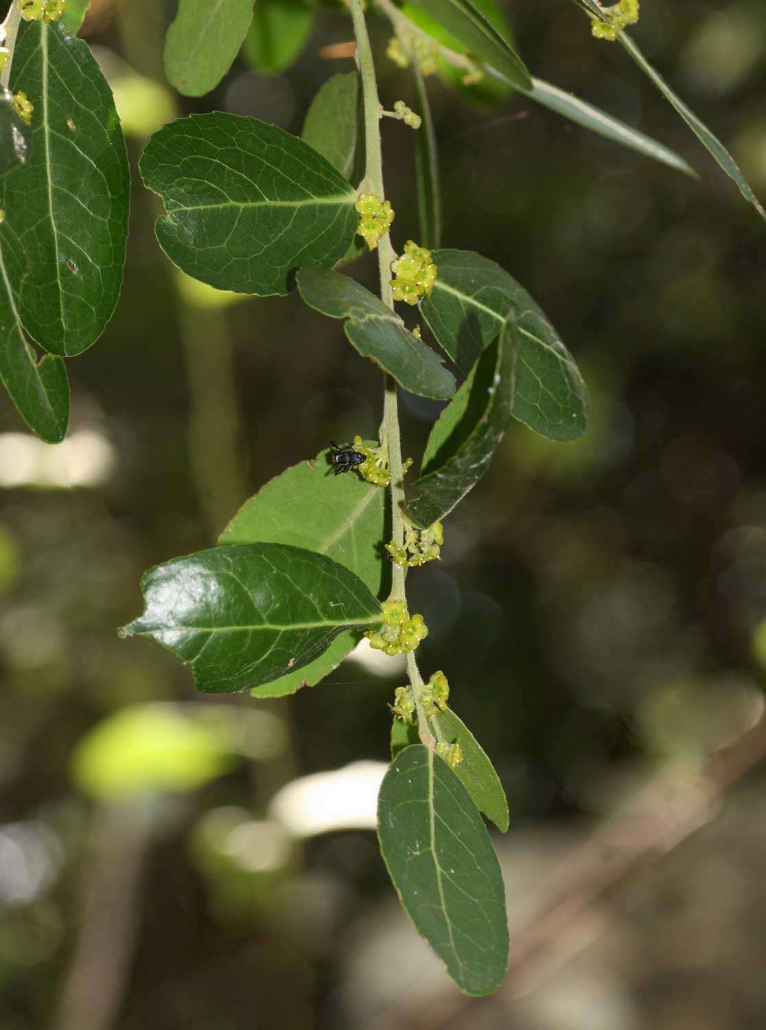 Mystroxylon aethiopicum Mystroxylon aethiopicum