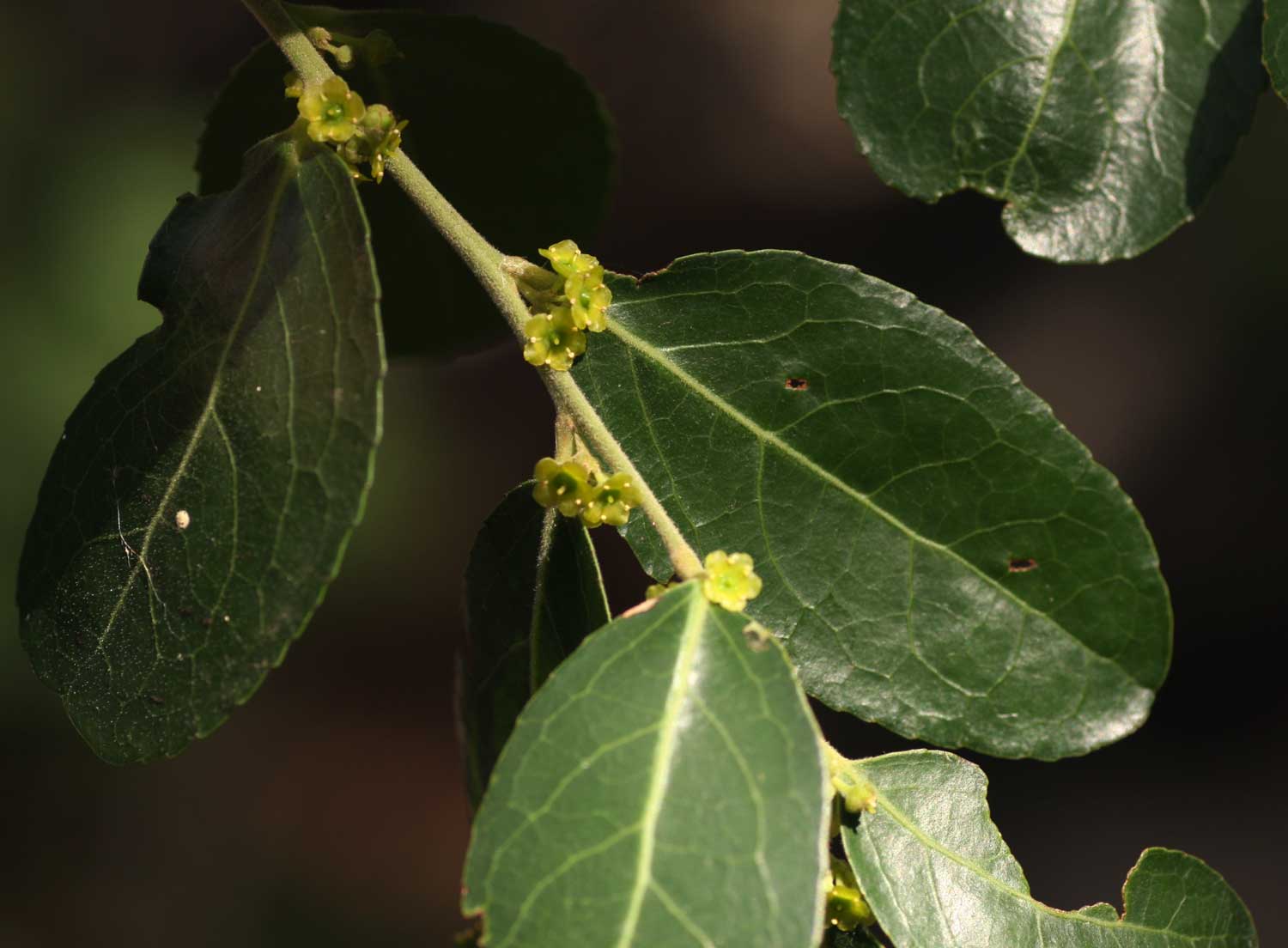 Mystroxylon aethiopicum Mystroxylon aethiopicum