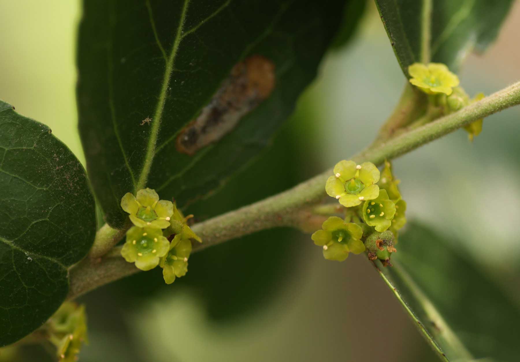 Mystroxylon aethiopicum