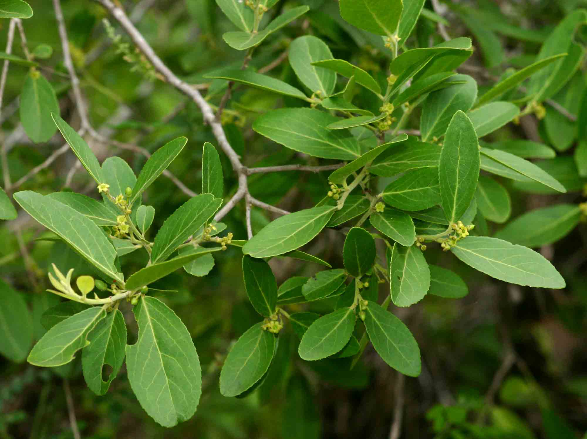 Mystroxylon aethiopicum Mystroxylon aethiopicum