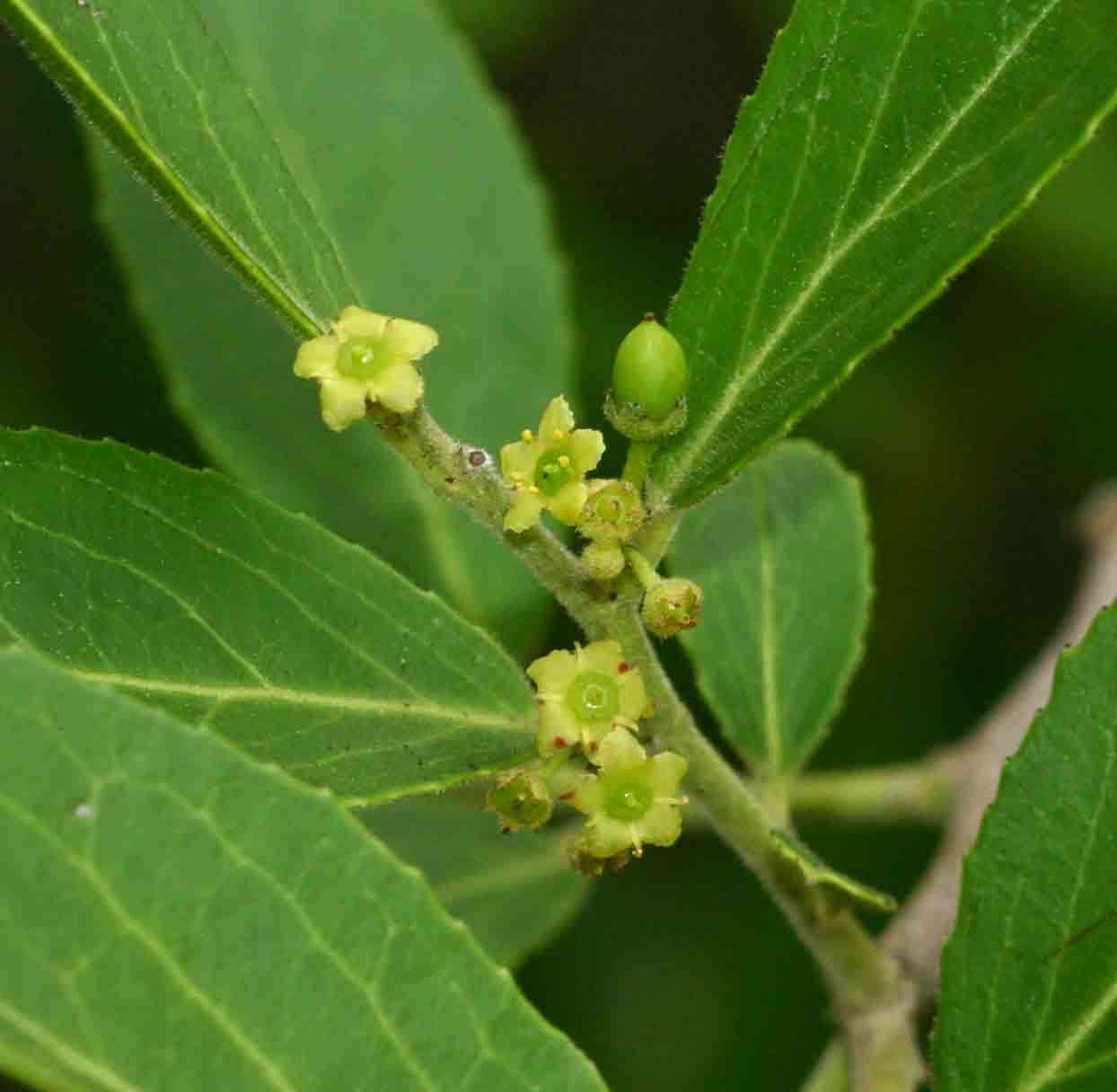 Mystroxylon aethiopicum