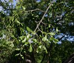 Ptaeroxylon obliquum
