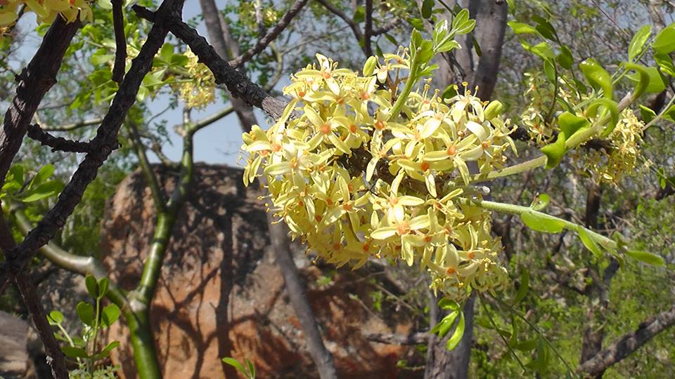 Ptaeroxylon obliquum