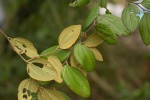 Ziziphus abyssinica