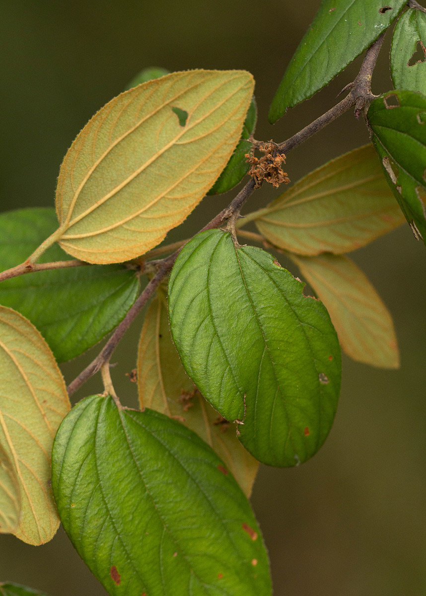 Ziziphus abyssinica