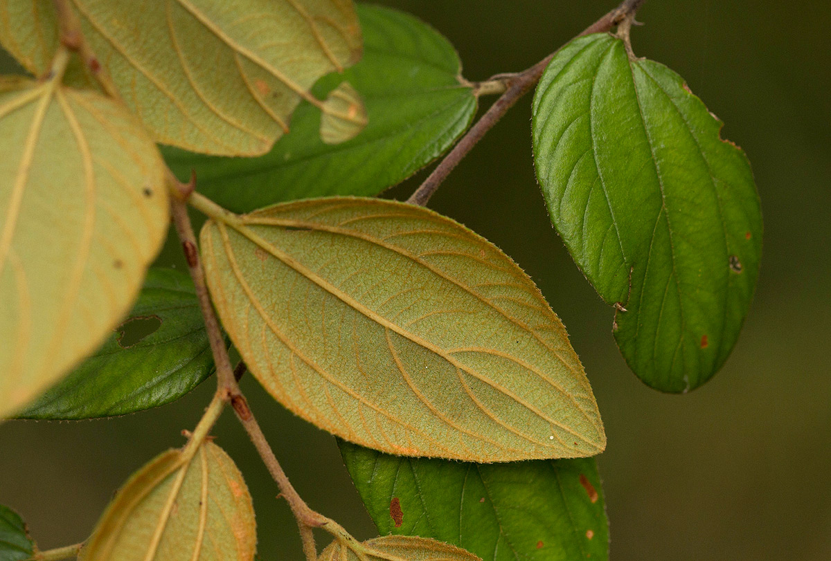 Ziziphus abyssinica Ziziphus abyssinica