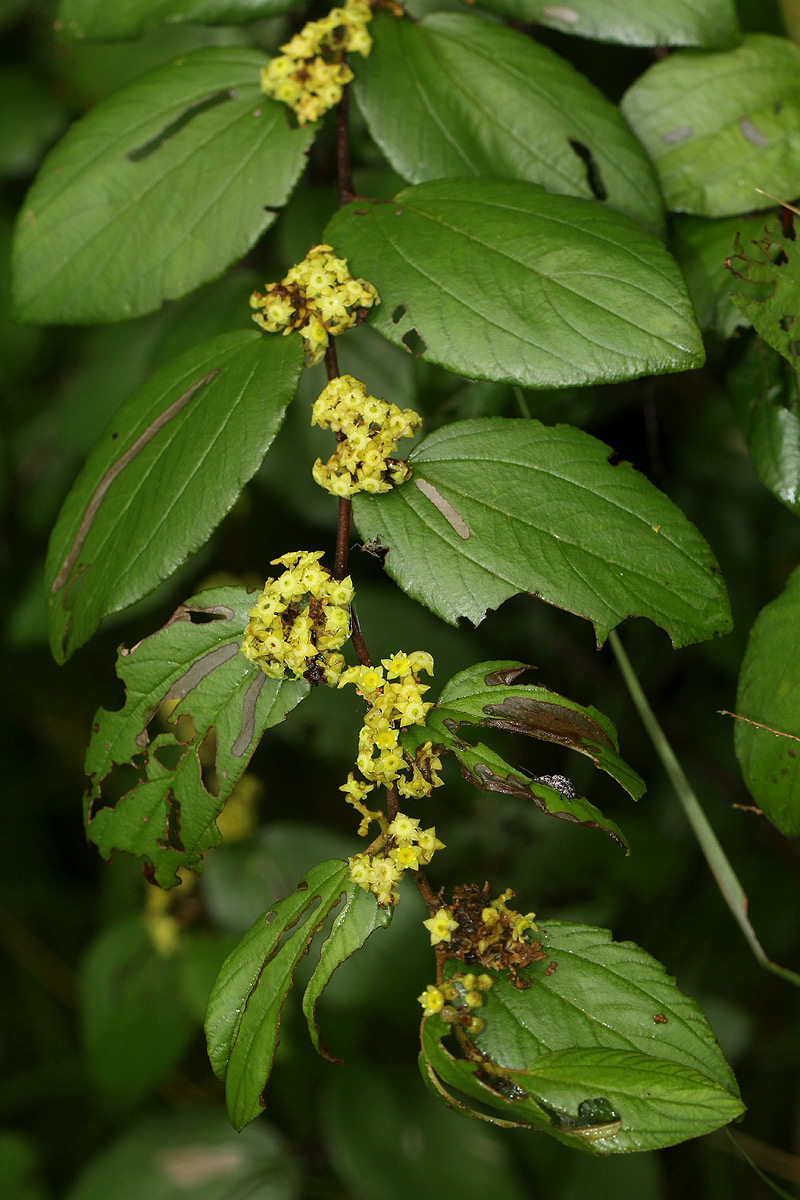 Ziziphus abyssinica