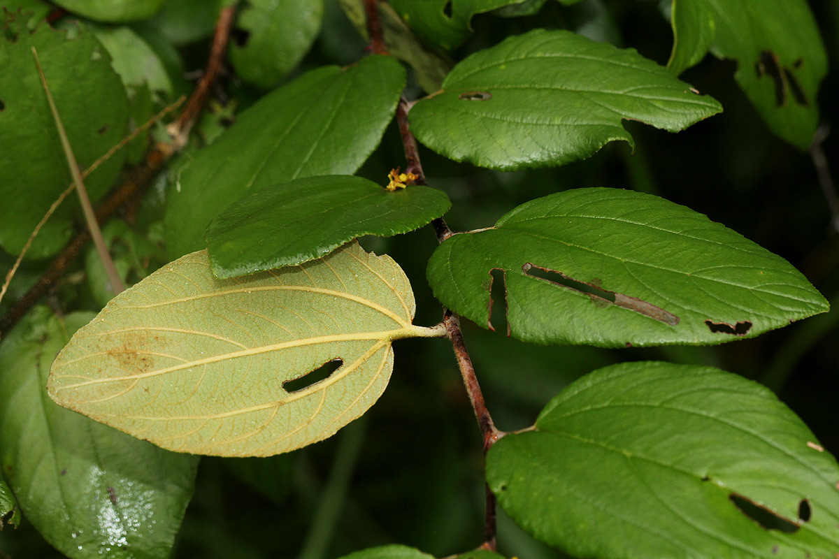 Ziziphus abyssinica Ziziphus abyssinica