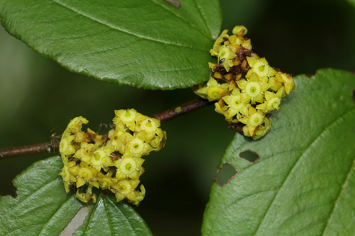 Ziziphus abyssinica