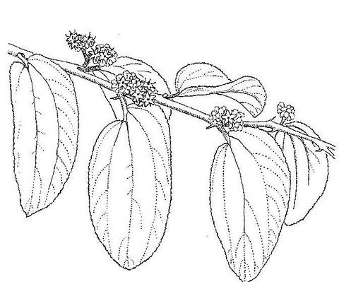 Ziziphus abyssinica Ziziphus abyssinica