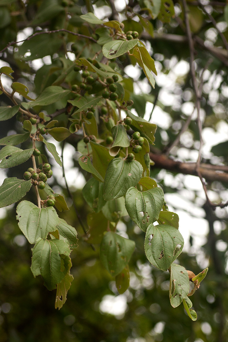Ziziphus abyssinica Ziziphus abyssinica