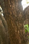 Ziziphus abyssinica