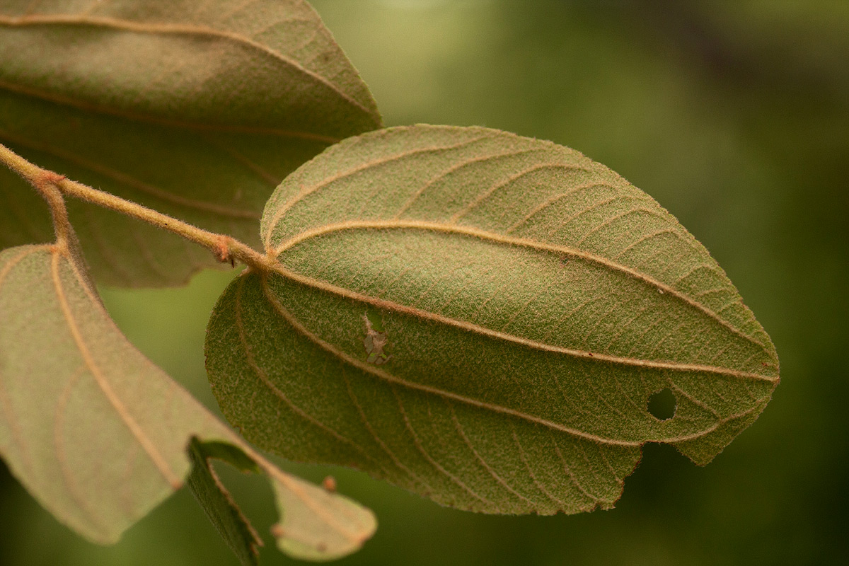 Ziziphus abyssinica Ziziphus abyssinica