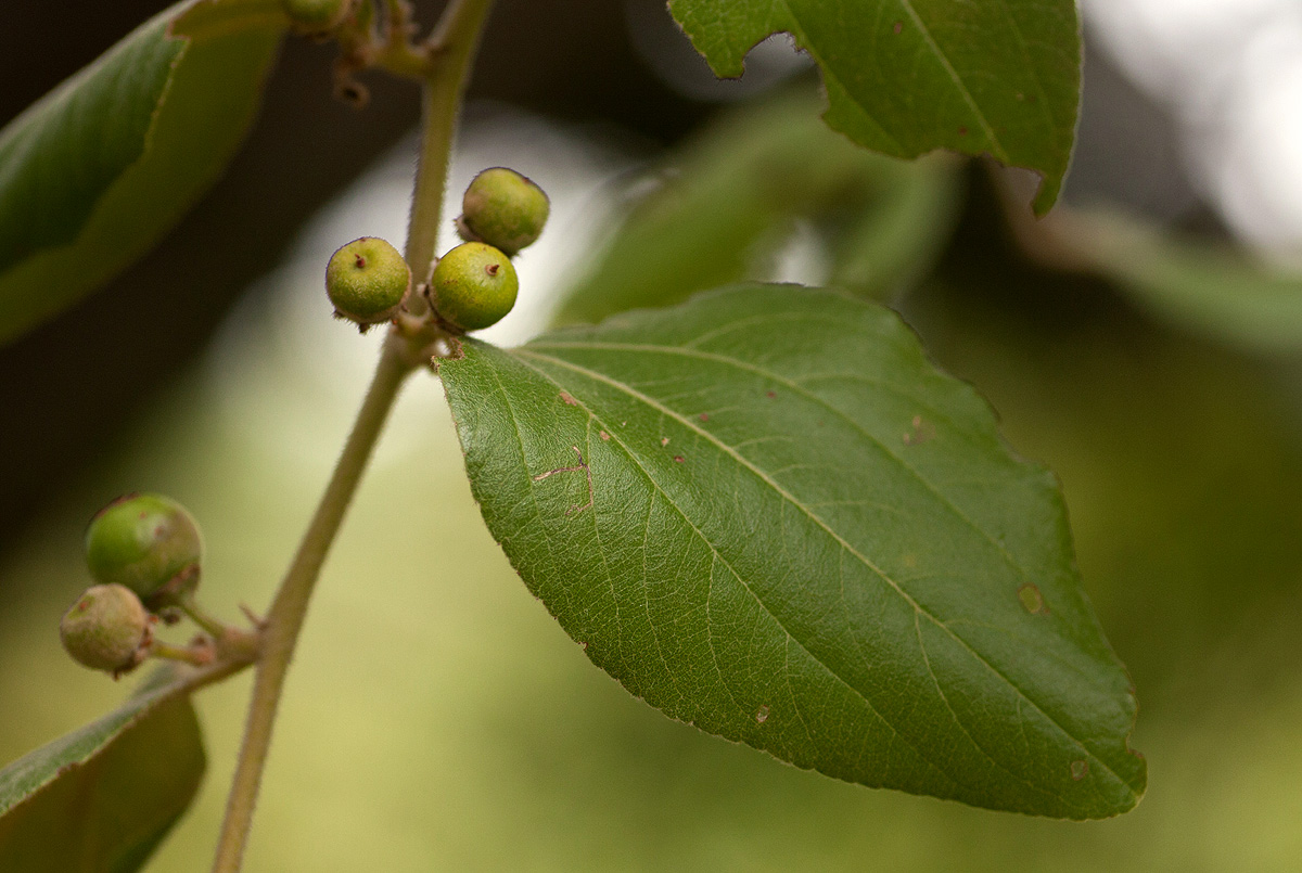Ziziphus abyssinica Ziziphus abyssinica