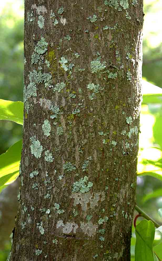 Berchemia discolor