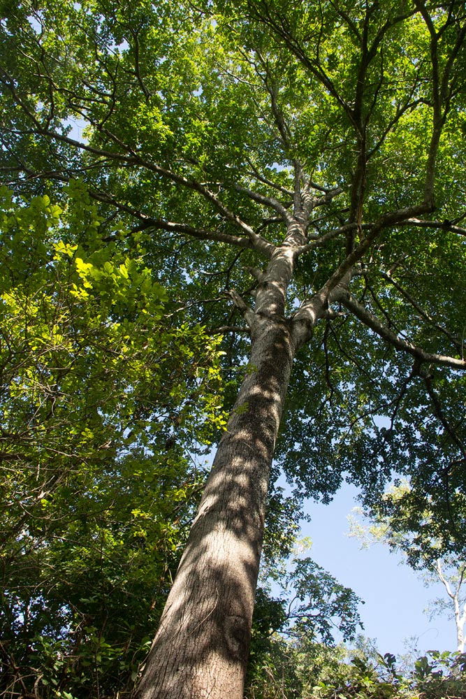 Berchemia discolor