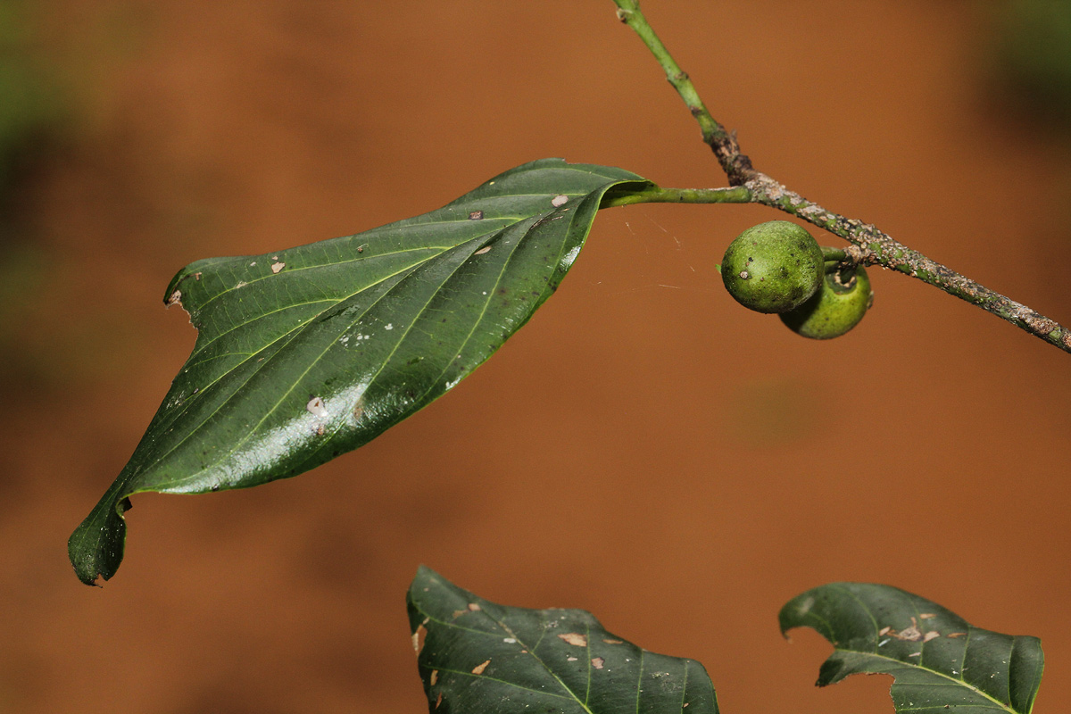 Berchemia discolor