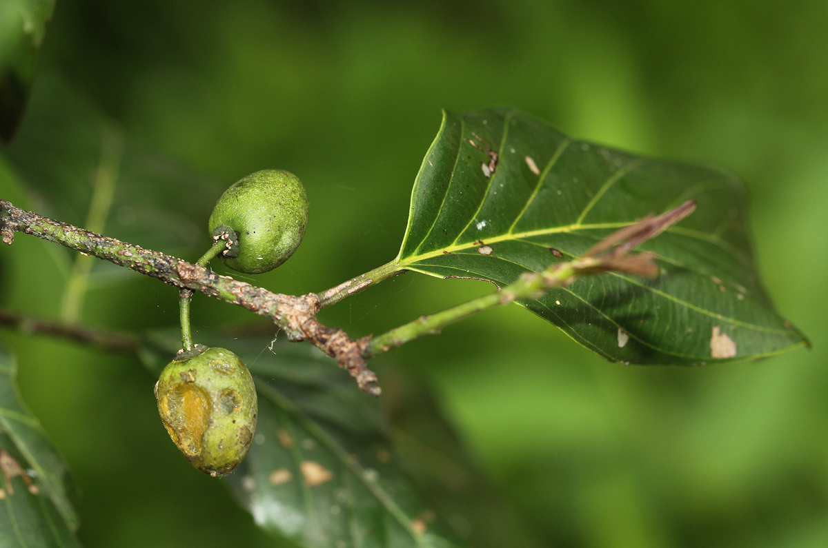 Berchemia discolor