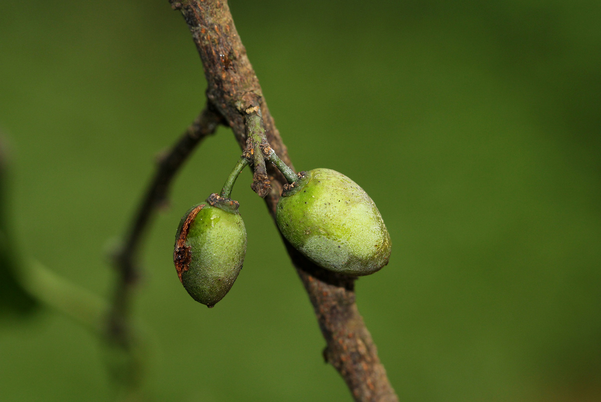 Berchemia discolor