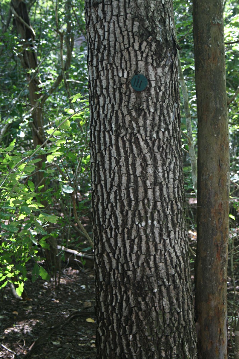 Berchemia discolor
