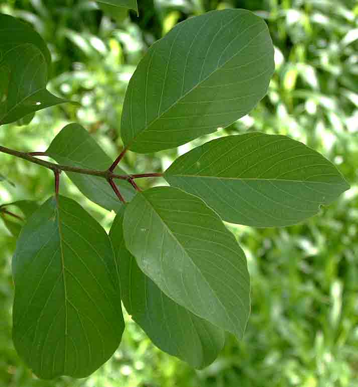 Berchemia discolor Berchemia discolor