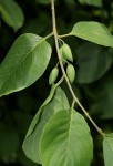 Berchemia discolor
