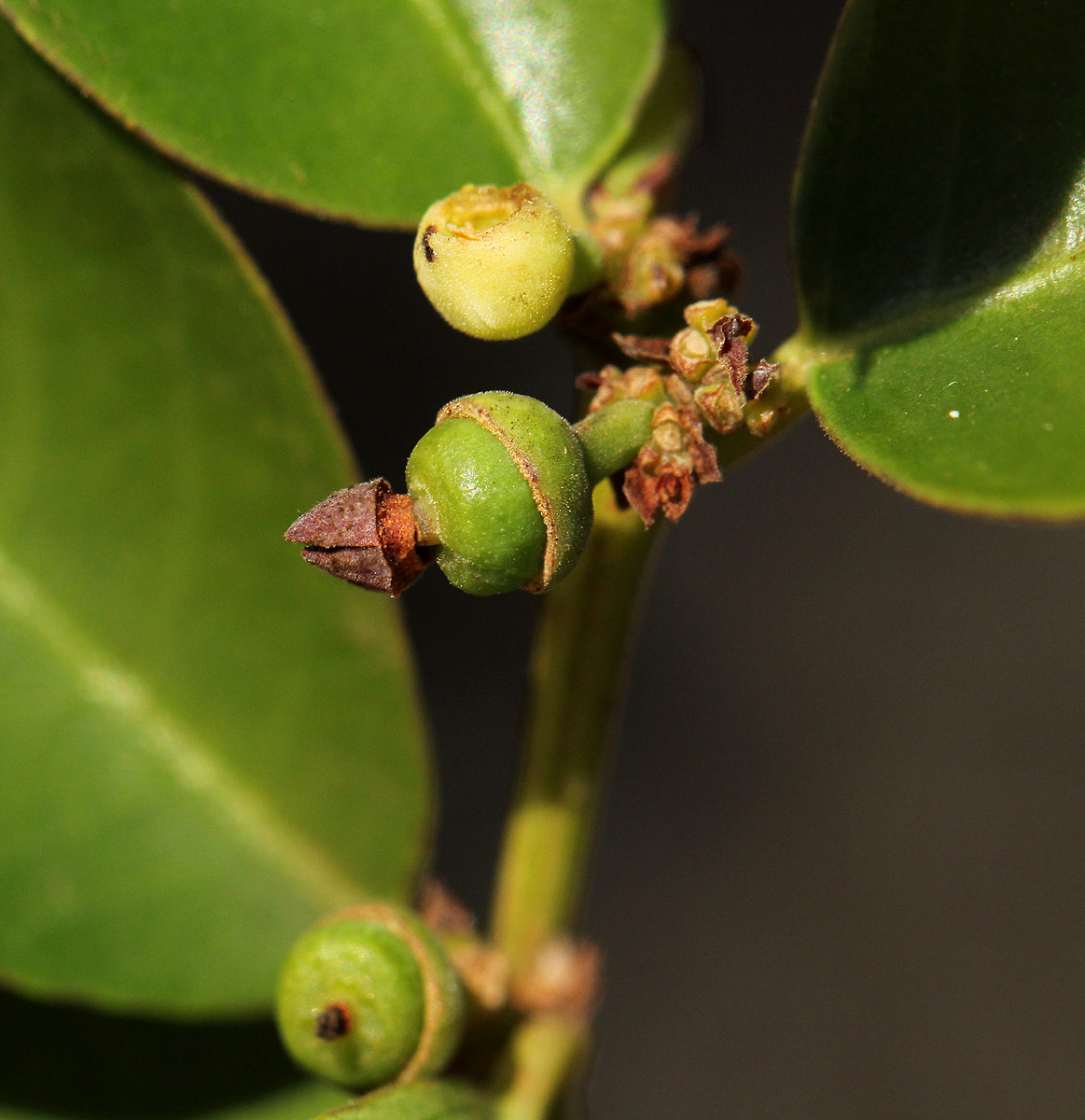 Scutia myrtina Scutia myrtina