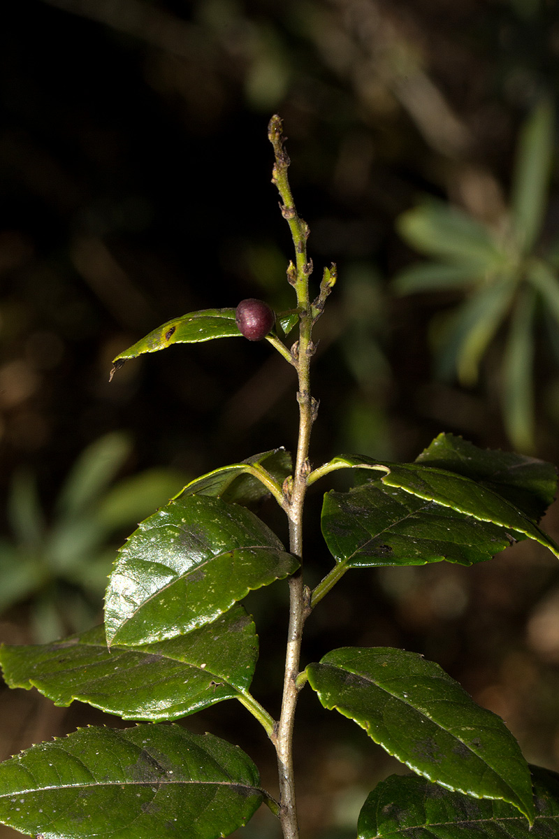 Rhamnus prinoides Rhamnus prinoides