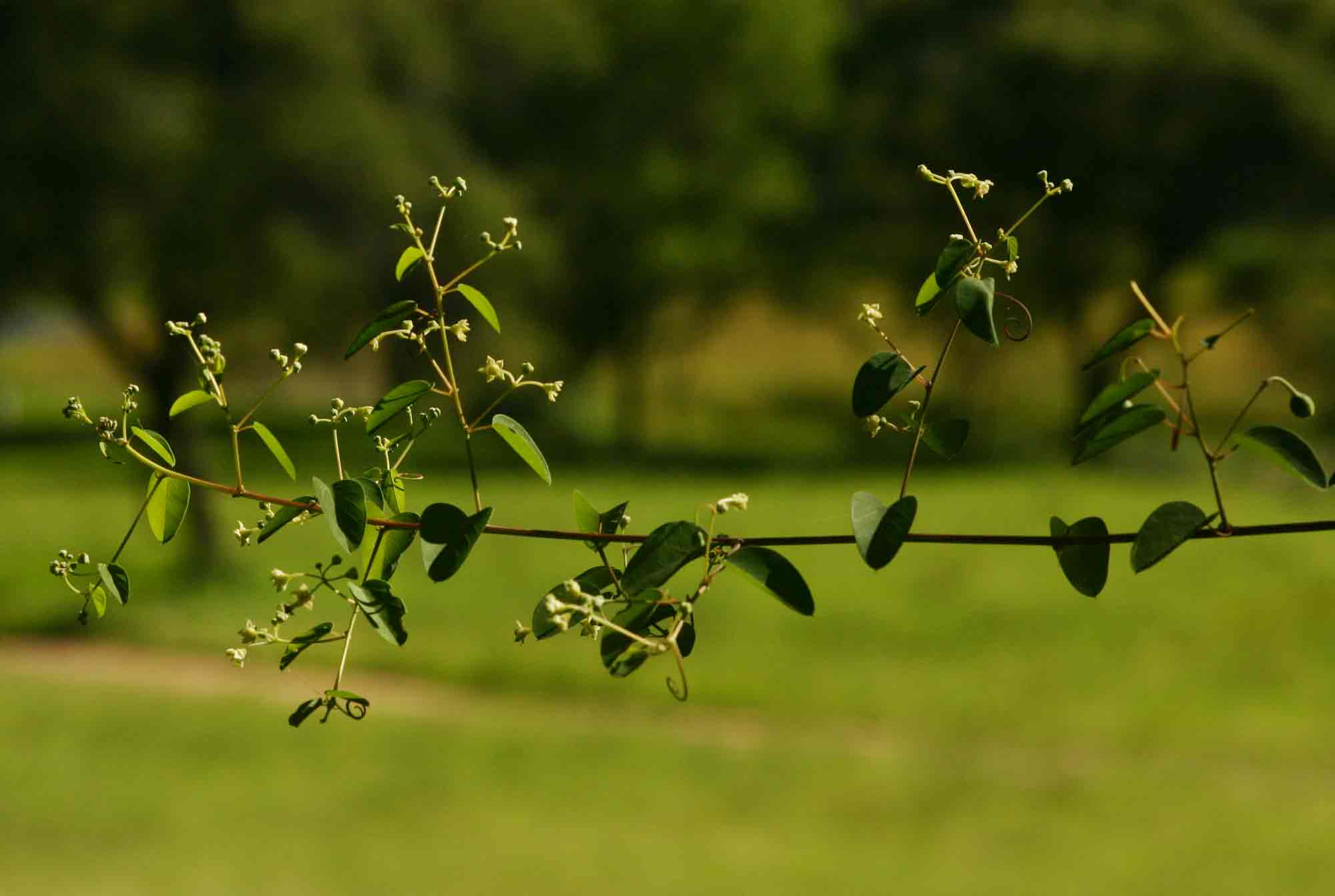 Helinus integrifolius Helinus integrifolius