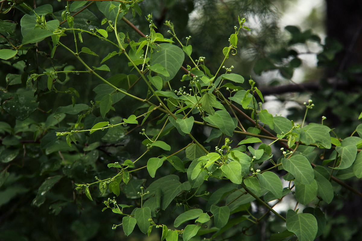 Helinus integrifolius Helinus integrifolius