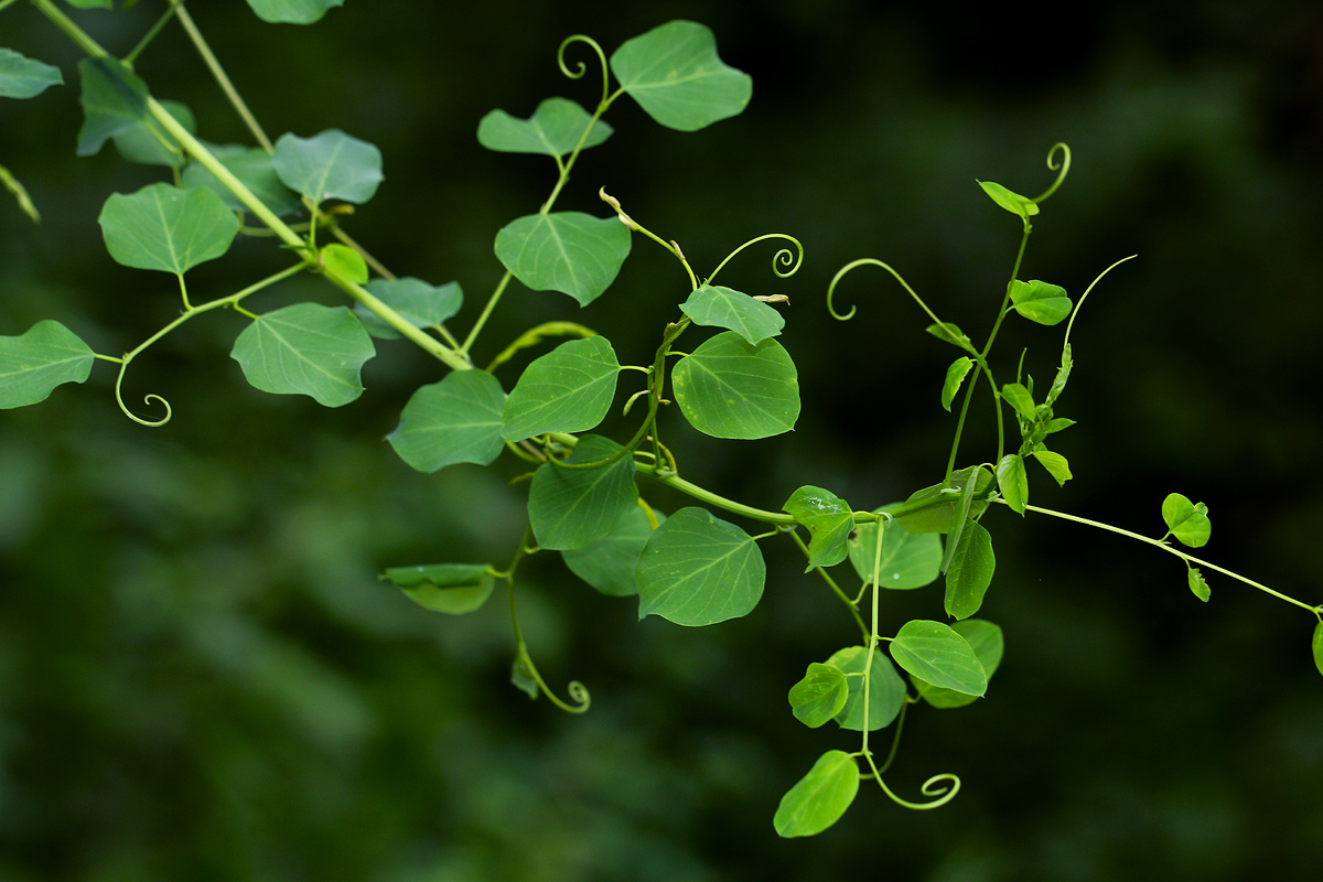 Helinus integrifolius Helinus integrifolius