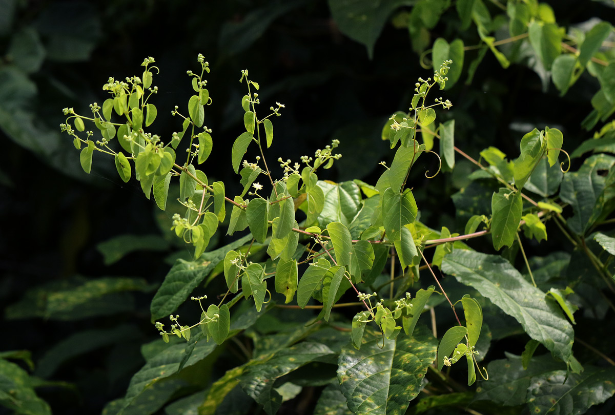 Helinus integrifolius Helinus integrifolius