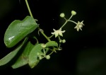 Helinus integrifolius