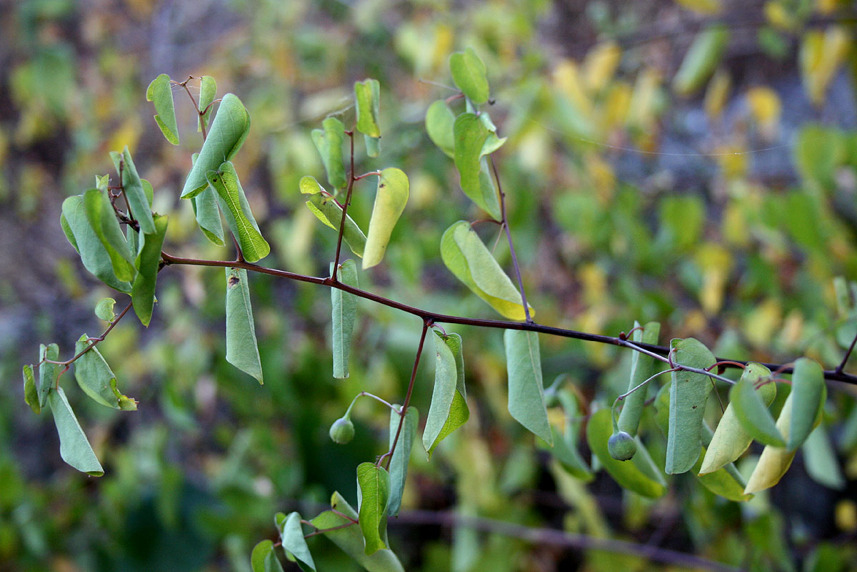 Helinus integrifolius Helinus integrifolius
