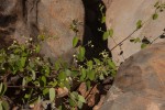 Helinus integrifolius