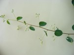 Helinus integrifolius
