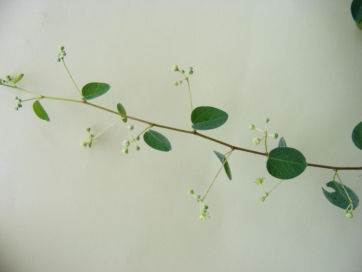 Helinus integrifolius Helinus integrifolius